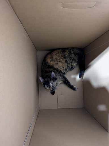 kitty in a box.