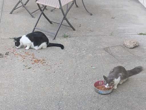 two cats eating on the patio.