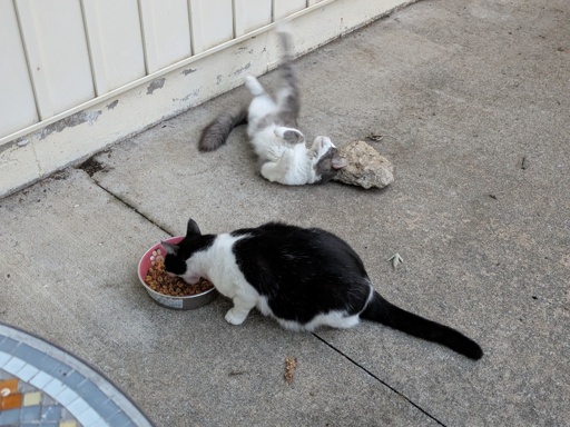 two cats on a patio 