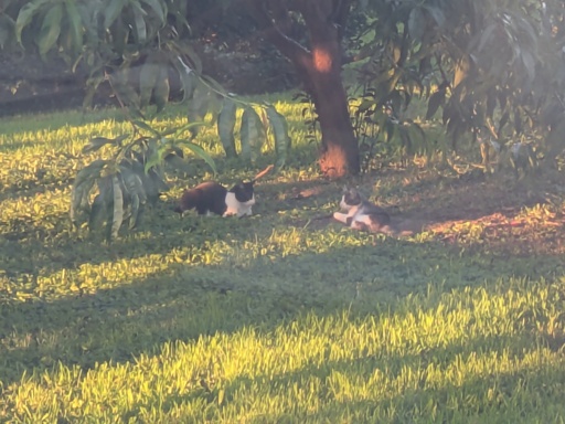 two kitties under the peach trees 